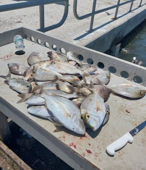Scup Fishing in Holmes Beach, Florida