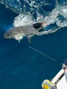 Great White Shark Fishing in Fort Lauderdale, Florida
