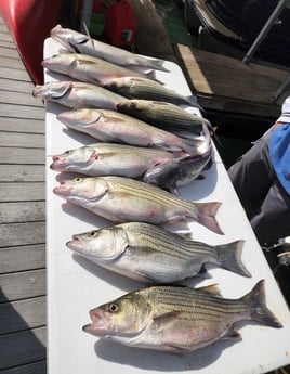 Striped Bass fishing in Burnet, Texas