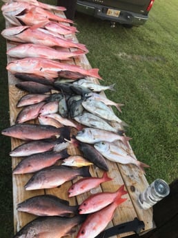 Amberjack, Mangrove Snapper, Mutton Snapper, Red Snapper Fishing in Biloxi, Mississippi, USA