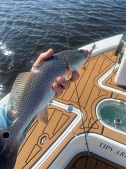 Redfish fishing in Little River, South Carolina