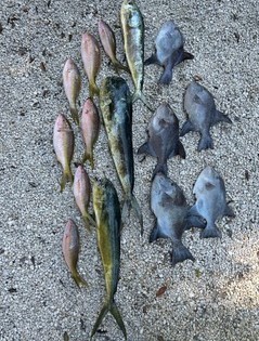 Mahi Mahi, Triggerfish, Yellowtail Snapper Fishing in Key Largo, Florida