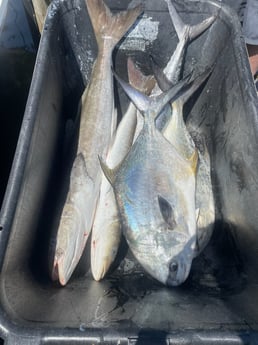 Cobia, Permit Fishing in Sarasota, Florida