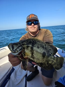 Tripletail Fishing in Clearwater, Florida