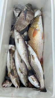 Black Drum, Perch, Redfish, Speckled Trout Fishing in Surfside Beach, Texas