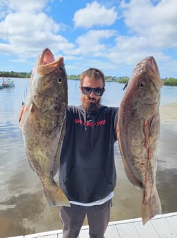 Gag Grouper Fishing in Clearwater, Florida
