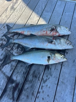 Fishing in Lake Worth, Florida