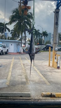 Swordfish fishing in Key Biscayne, Florida