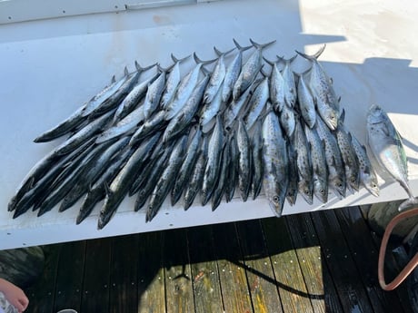 False Albacore, Spanish Mackerel Fishing in Gulf Shores, Alabama