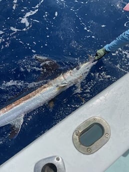 Blue Marlin fishing in Key West, Florida