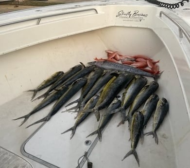 Barracuda, Mahi Mahi / Dorado, Red Snapper Fishing in Santa Rosa Beach, Florida