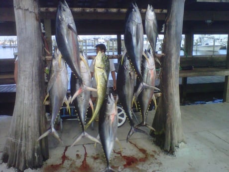 Mahi Mahi, Yellowfin Tuna Fishing in Boothville-Venice, Louisiana