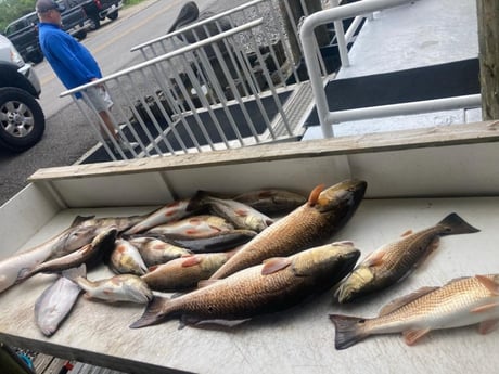 Flounder, Redfish, Sheepshead Fishing in Delacroix, Louisiana
