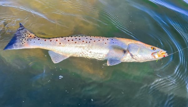 Speckled Trout / Spotted Seatrout Fishing in New Smyrna Beach, Florida