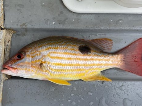 Lane Snapper Fishing in West Palm Beach, Florida