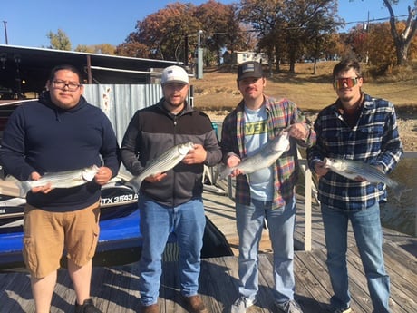 Striped Bass fishing in Pottsboro, Texas