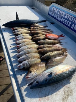 Bonito, Little Tunny / False Albacore, Perch, Scup / Porgy Fishing in Destin, Florida