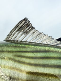 Fishing in Norwalk, Connecticut