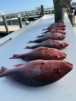 Fishing in Gulf Shores, Alabama