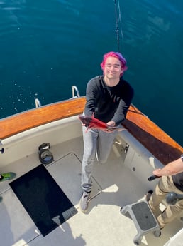 California Sheephead Fishing in Long Beach, California