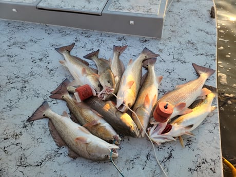 Redfish Fishing in Rio Hondo, Texas