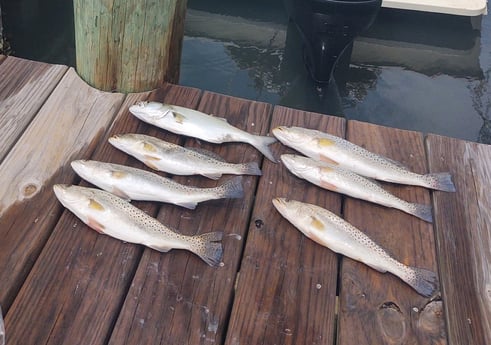 Speckled Trout / Spotted Seatrout fishing in Hatteras, North Carolina