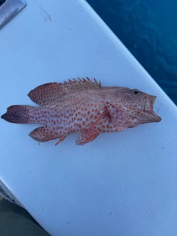 Yellowfin Tuna fishing in Galveston, Texas
