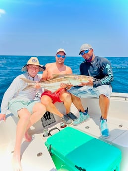 Cobia Fishing in Mount Pleasant, South Carolina
