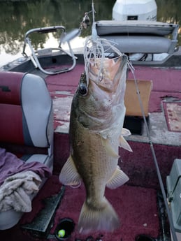 Largemouth Bass Fishing in Holmes Beach, Florida