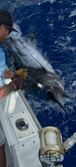 Fishing in Kailua-Kona, Hawaii