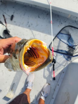 Fishing in Corpus Christi, Texas