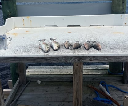 Fishing in Orange Beach, Alabama