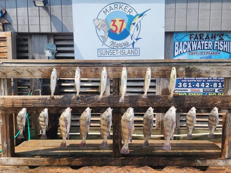Black Drum, Speckled Trout Fishing in