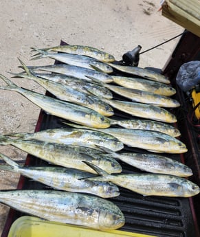 Mahi Mahi / Dorado fishing in Fort Walton Beach, Florida