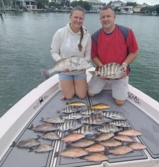Black Drum, Mangrove Snapper, Scup / Porgy, Sheepshead Fishing in Sarasota, Florida