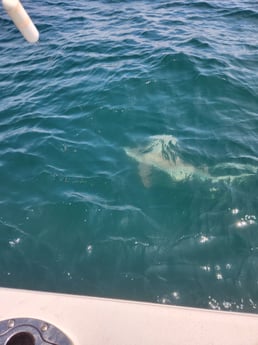 Fishing in Port Jefferson, New York