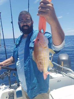 Lane Snapper Fishing in Clearwater, Florida