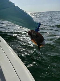 Fishing in Sarasota, Florida