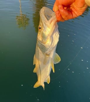 Snook Fishing in New Smyrna Beach, Florida