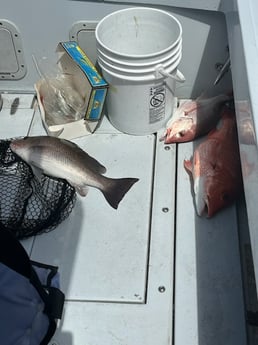 Fishing in Pensacola, Florida