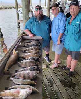 Black Drum, Redfish, Sheepshead, Speckled Trout / Spotted Seatrout fishing in San Leon, Texas