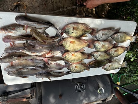 Fishing in Alba, Texas