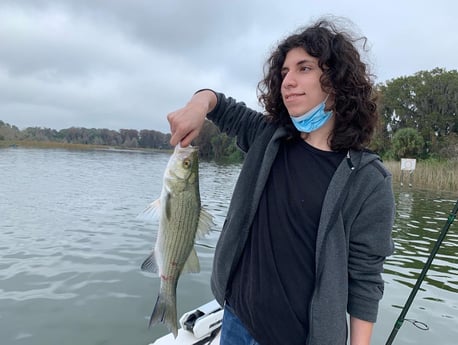 Striped Bass fishing in Clearwater, Florida