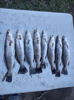 Speckled Trout / Spotted Seatrout Fishing in Brunswick, Georgia