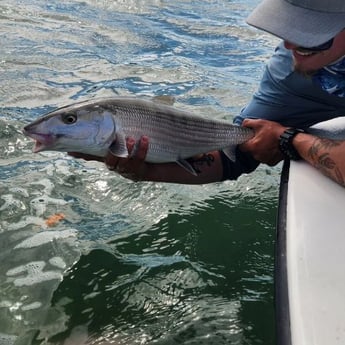 Bonefish Fishing in Islamorada, Florida