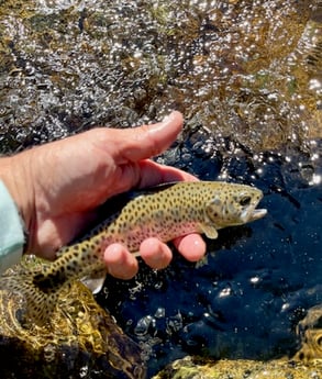 Rainbow Trout Fishing in Hume, California