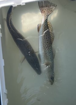 Fishing in South Padre Island, Texas