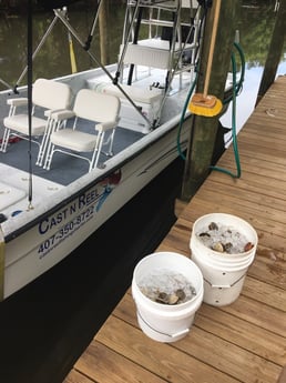 Scallop Fishing in Crystal River, Florida