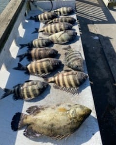 Sheepshead, Tripletail Fishing in St. Augustine, Florida