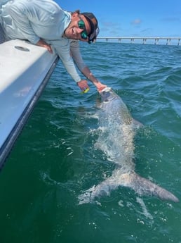 Tarpon Fishing in St. Petersburg, Florida